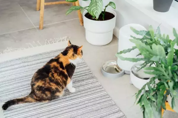 猫の飼い主が『買ってから後悔』しやすいアイテム5選　失敗しがちな原因や選び方のコツ
