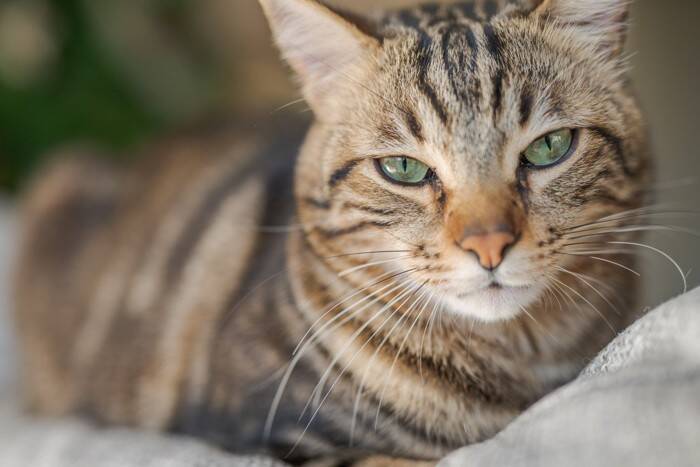 猫が『不機嫌』になっているときのサイン4つ　気持ちを見極めるコツから飼い主にできることまで