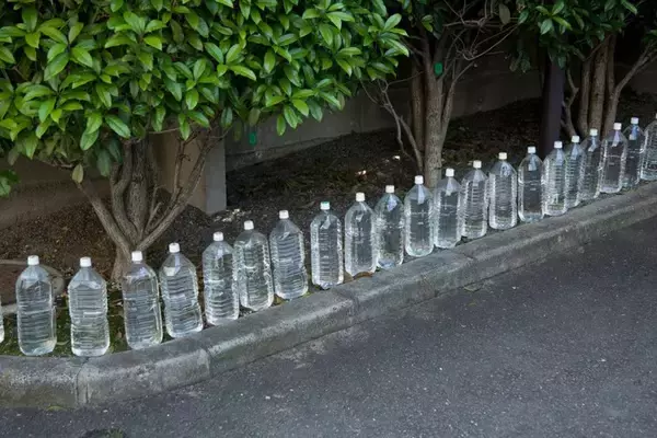 猫に関する『気になる疑問』4選　猫よけ水に効果はあるの？正しい知識までご紹介