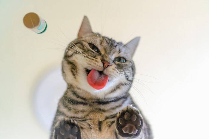 猫に関する『気になる疑問』4選　猫よけ水に効果はあるの？正しい知識までご紹介