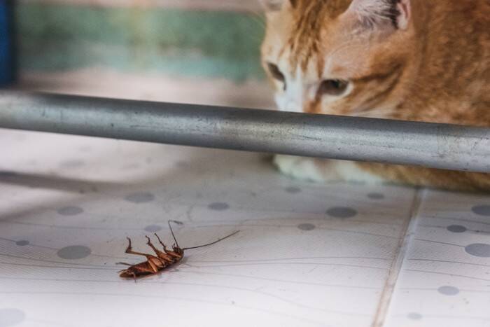猫に関する『気になる疑問』4選　猫よけ水に効果はあるの？正しい知識までご紹介