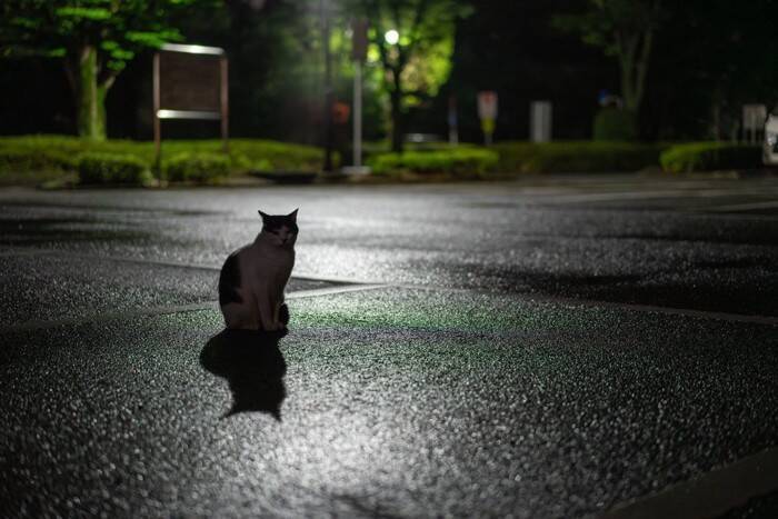 猫に関する『気になる疑問』4選　猫よけ水に効果はあるの？正しい知識までご紹介