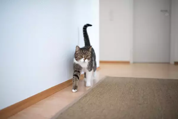 猫が『呼ばれたときにみせる仕草』でキモチがわかる？　3つの反応別に心理や上手な接し方を解説