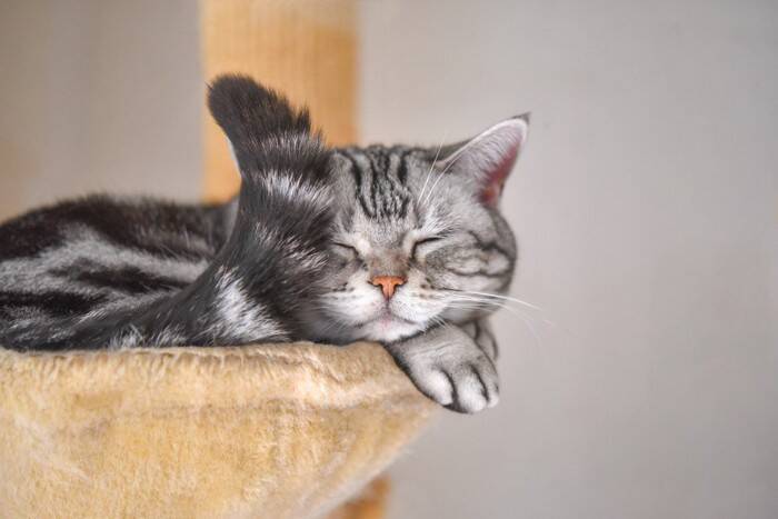 猫が『呼ばれたときにみせる仕草』でキモチがわかる？　3つの反応別に心理や上手な接し方を解説