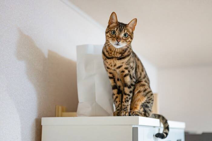 猫が『呼ばれたときにみせる仕草』でキモチがわかる？　3つの反応別に心理や上手な接し方を解説