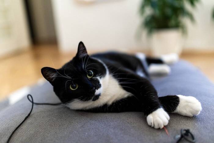 猫が『呼ばれたときにみせる仕草』でキモチがわかる？　3つの反応別に心理や上手な接し方を解説