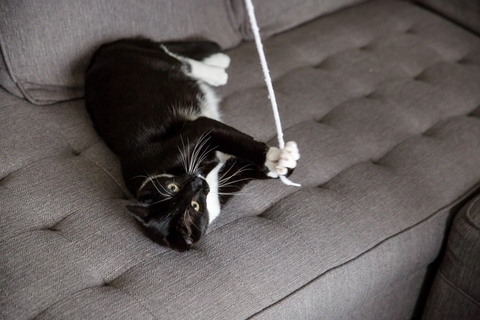 愛猫にさせてはいけない『危険な遊び方』3つ　思わぬ事故のリスクや安全に遊ぶ方法まで