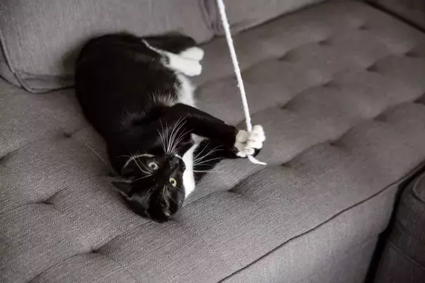 愛猫にさせてはいけない『危険な遊び方』3つ　思わぬ事故のリスクや安全に遊ぶ方法まで