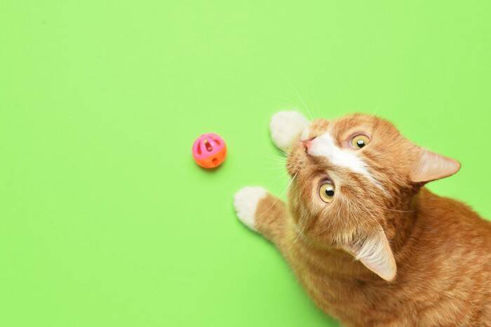 愛猫にさせてはいけない『危険な遊び方』3つ　思わぬ事故のリスクや安全に遊ぶ方法まで