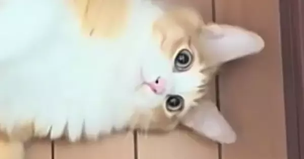 飼い主が家の中を歩いていると…『どうしても構ってほしい猫』がとった行動に「自分が可愛いことわかってる」「う、羨ましい」と30万再生