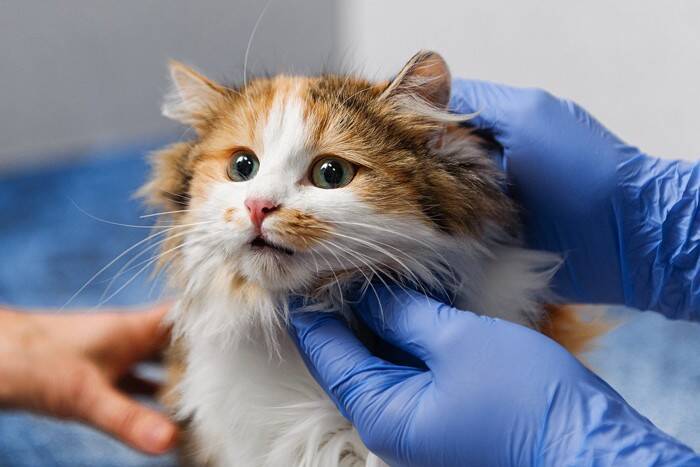猫が『炊飯器に乗ろうとする』4つの理由　温かさを求めているの？やめさせるための対策方法も