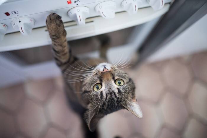 猫が『炊飯器に乗ろうとする』4つの理由　温かさを求めているの？やめさせるための対策方法も