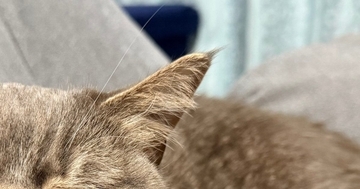『思わず二度見した』→ソファでくつろぐ猫の『表情』が…まさかの光景に笑ってしまうと4万いいね「くしゃみ3秒前かなｗ」「可愛らしいｗ」