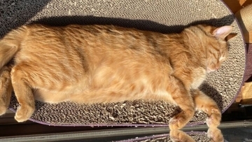 『戦闘力0』パパに抱っこされると、猫が…まさかの『脱力しすぎな姿』に6万3000いいね「破壊力は100%」「魔法の手」と話題