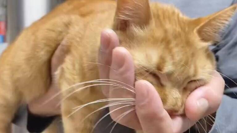 『戦闘力0』パパに抱っこされると、猫が…まさかの『脱力しすぎな姿』に6万3000いいね「破壊力は100%」「魔法の手」と話題