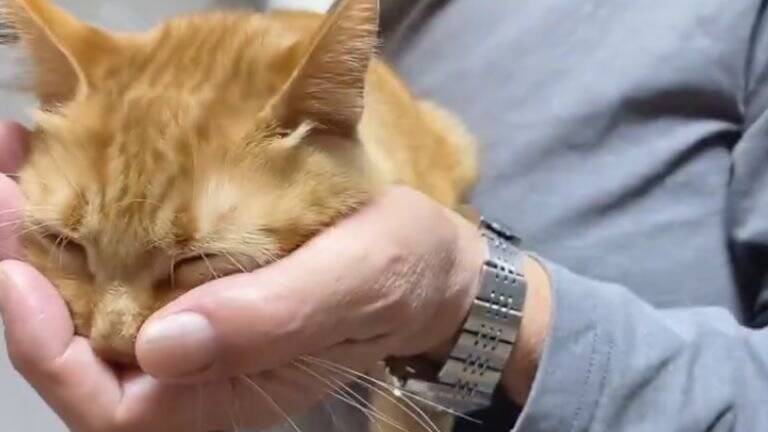 『戦闘力0』パパに抱っこされると、猫が…まさかの『脱力しすぎな姿』に6万3000いいね「破壊力は100%」「魔法の手」と話題