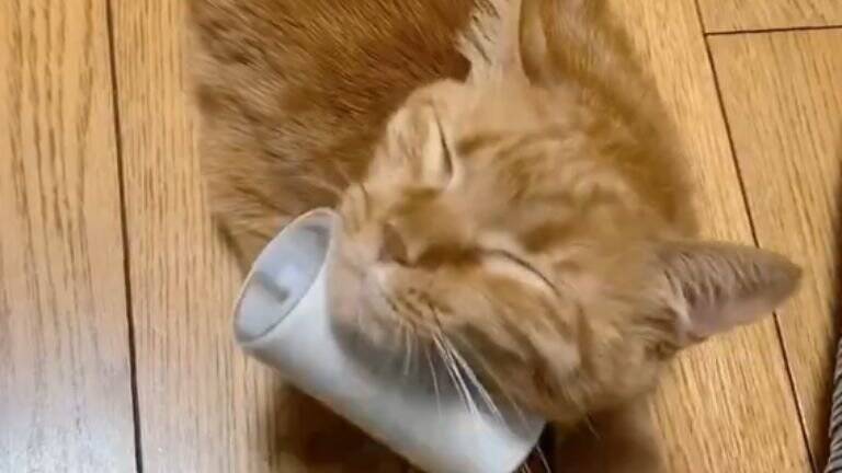 『戦闘力0』パパに抱っこされると、猫が…まさかの『脱力しすぎな姿』に6万3000いいね「破壊力は100%」「魔法の手」と話題