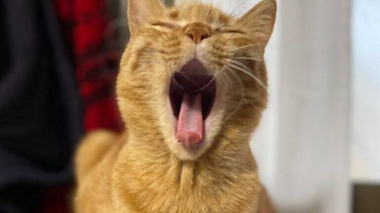 『戦闘力0』パパに抱っこされると、猫が…まさかの『脱力しすぎな姿』に6万3000いいね「破壊力は100%」「魔法の手」と話題