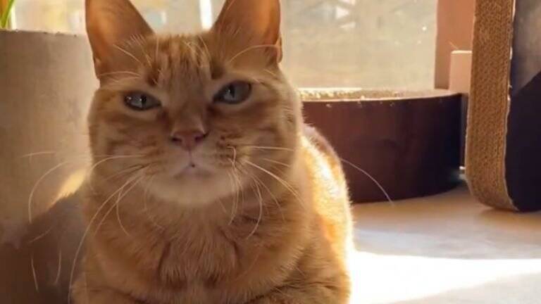 『戦闘力0』パパに抱っこされると、猫が…まさかの『脱力しすぎな姿』に6万3000いいね「破壊力は100%」「魔法の手」と話題