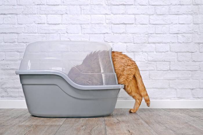 猫にとって『ドライフルーツ』が危険な理由3つ　命に関わる可能性も？