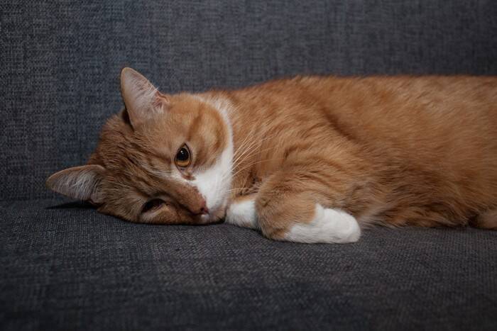 猫にとって『ドライフルーツ』が危険な理由3つ　命に関わる可能性も？