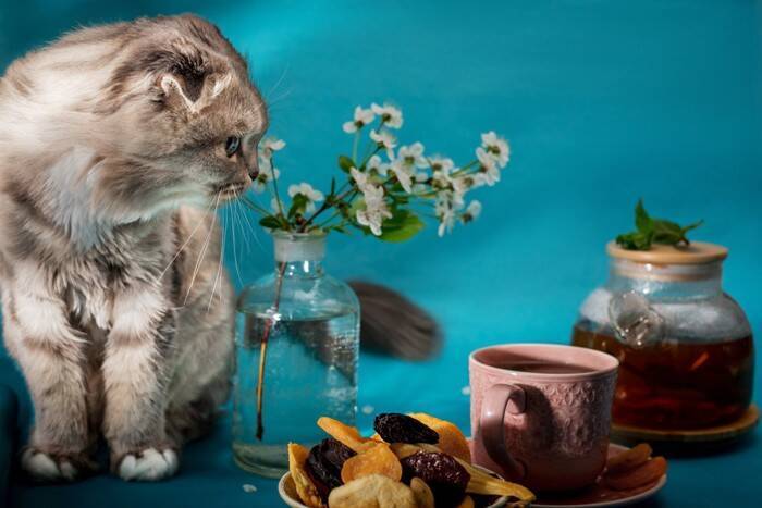 猫にとって『ドライフルーツ』が危険な理由3つ　命に関わる可能性も？