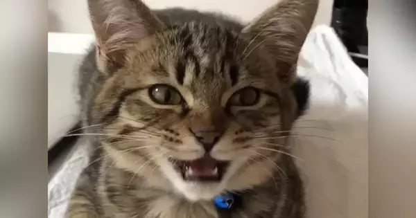 甘えん坊の子猫→『６年』が経っても……尊すぎる『ビフォーアフター』が129万再生「たまらん」「仕事いけなくなる」「本当に可愛くて天使」