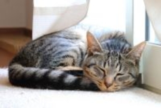 猫が『体を丸めて寝る』のはなぜ？　4つの理由や隠されている心理とは