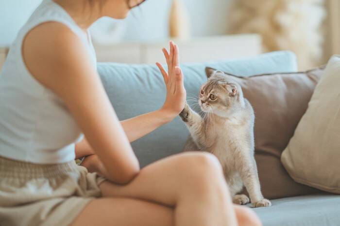 猫を『しつける』にはどうすればいいの？上手なトレーニングのコツや心得をご紹介