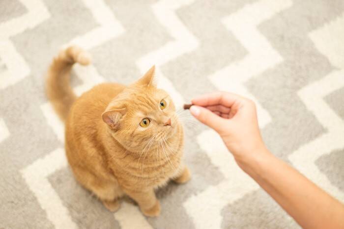 猫を『しつける』にはどうすればいいの？上手なトレーニングのコツや心得をご紹介