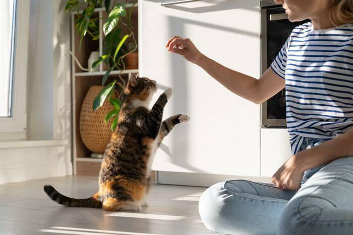猫を『しつける』にはどうすればいいの？上手なトレーニングのコツや心得をご紹介
