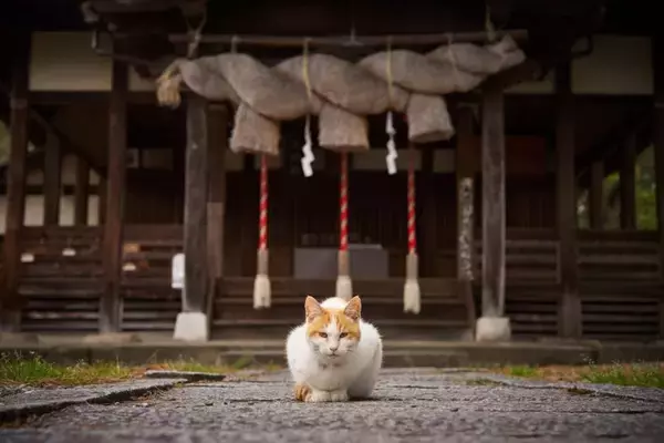 猫にまつわるご縁がある『お寺・神社』5選　猫好きが参拝したくなる理由と見どころ