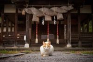 猫にまつわるご縁がある『お寺・神社』5選　猫好きが参拝したくなる理由と見どころ