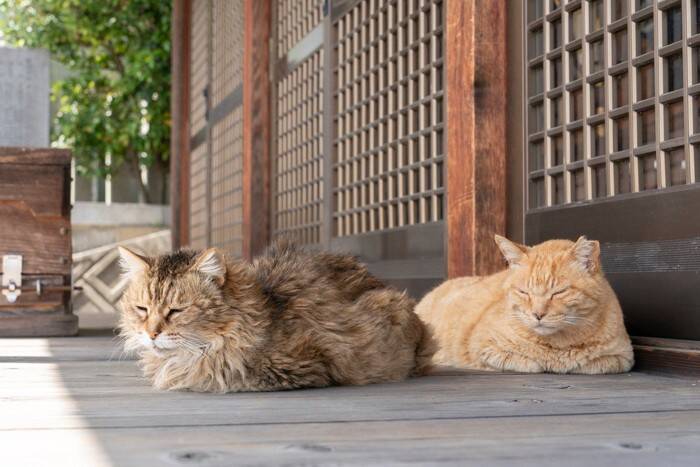 猫にまつわるご縁がある『お寺・神社』5選　猫好きが参拝したくなる理由と見どころ