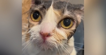 お風呂に入ってシュッとした三毛猫→乾かすと…まるで別猫のような『変化』に驚きの声「誰ってくらい違うｗ」「変身するの可愛い」