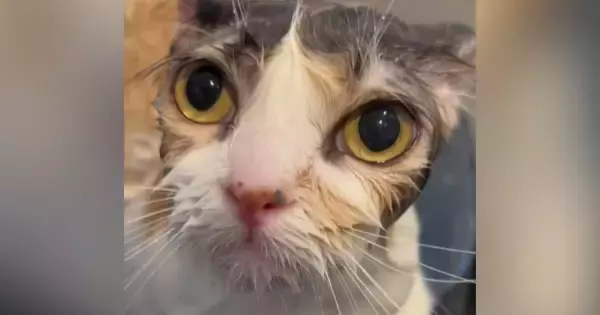 お風呂に入ってシュッとした三毛猫→乾かすと…まるで別猫のような『変化』に驚きの声「誰ってくらい違うｗ」「変身するの可愛い」