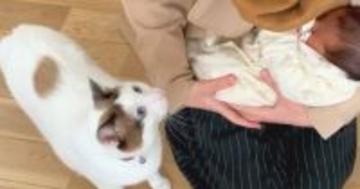 ママが赤ちゃんを初めて連れて帰ったら…2匹の猫が見せた『尊すぎる反応』が540万再生「ほんとに愛を感じた」「涙が出そう」と感動の声