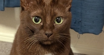 珍しい『チョコレートのような毛色の猫』→胸元には……素敵な光景に心奪われる人が続出「めっっっちゃ綺麗」「一目ぼれした」と２万いいね