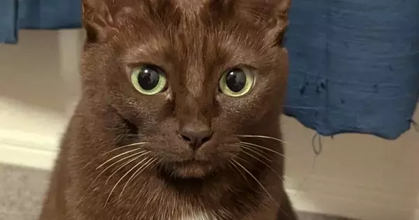 珍しい『チョコレートのような毛色の猫』→胸元には……素敵な光景に心奪われる人が続出「めっっっちゃ綺麗」「一目ぼれした」と２万いいね