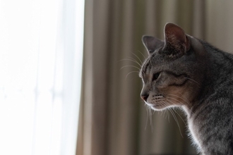 『孤独を感じている猫』がみせるサイン5選　寂しさの原因から和らげるためのポイントまで
