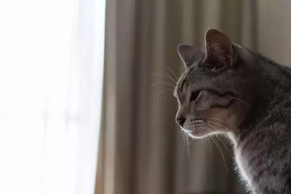 『孤独を感じている猫』がみせるサイン5選　寂しさの原因から和らげるためのポイントまで