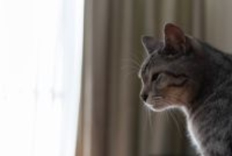 『孤独を感じている猫』がみせるサイン5選　寂しさの原因から和らげるためのポイントまで