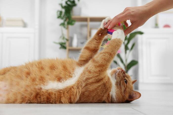 『孤独を感じている猫』がみせるサイン5選　寂しさの原因から和らげるためのポイントまで