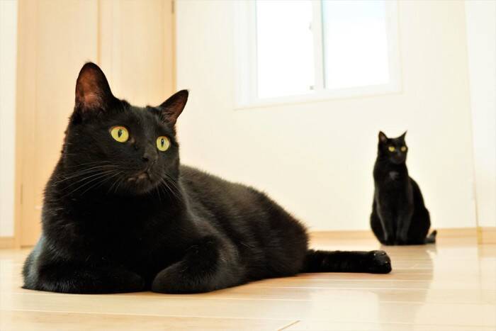 猫が『他の猫を嫌がっている』ときにみせるサイン5選　猫ギライになる理由や共存するための対処法