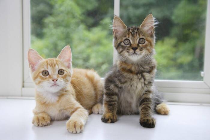 猫が『他の猫を嫌がっている』ときにみせるサイン5選　猫ギライになる理由や共存するための対処法