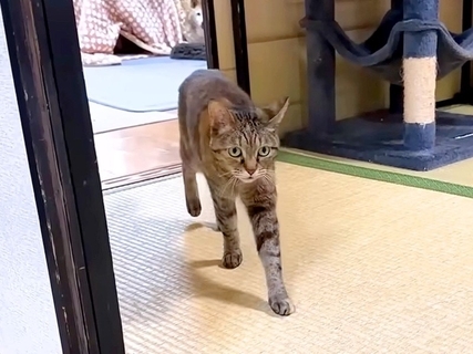 お姉ちゃんのことが大好きな猫→弟たちに奪われてしまうと…愛おしすぎる反応に「いっぱいおしゃべりしてる」「報告しに行くん可愛い」の声