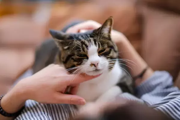 猫を満足させる『スキンシップ』のポイント4つ　喜んでもらうコツや心がけるべきことまで
