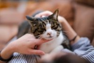 猫を満足させる『スキンシップ』のポイント4つ　喜んでもらうコツや心がけるべきことまで