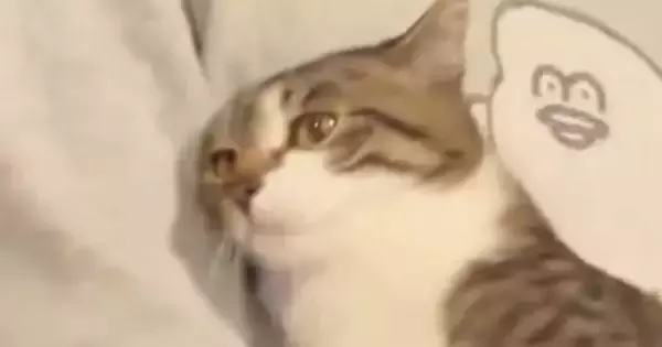 『膝から落ちそうになった猫』をしっかりと抱っこしてあげた結果…尊すぎる『表情の変化』が135万表示「天使すぎ」「大好きなんだろうね」