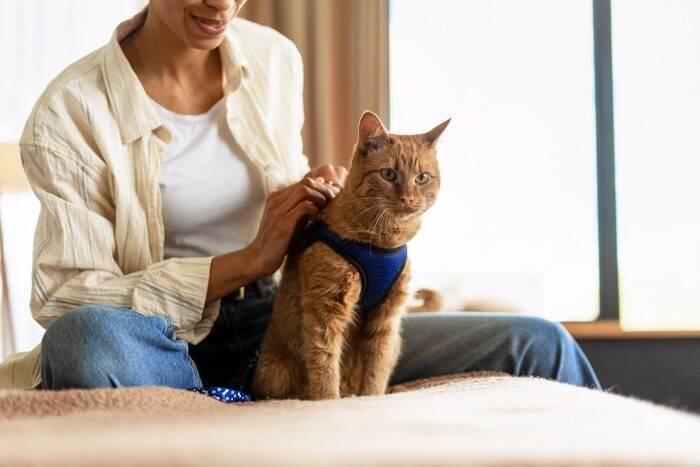 猫が『リード・ハーネス』に慣れておくメリット2つ　いざという時に役立つ理由や上手な慣らし方